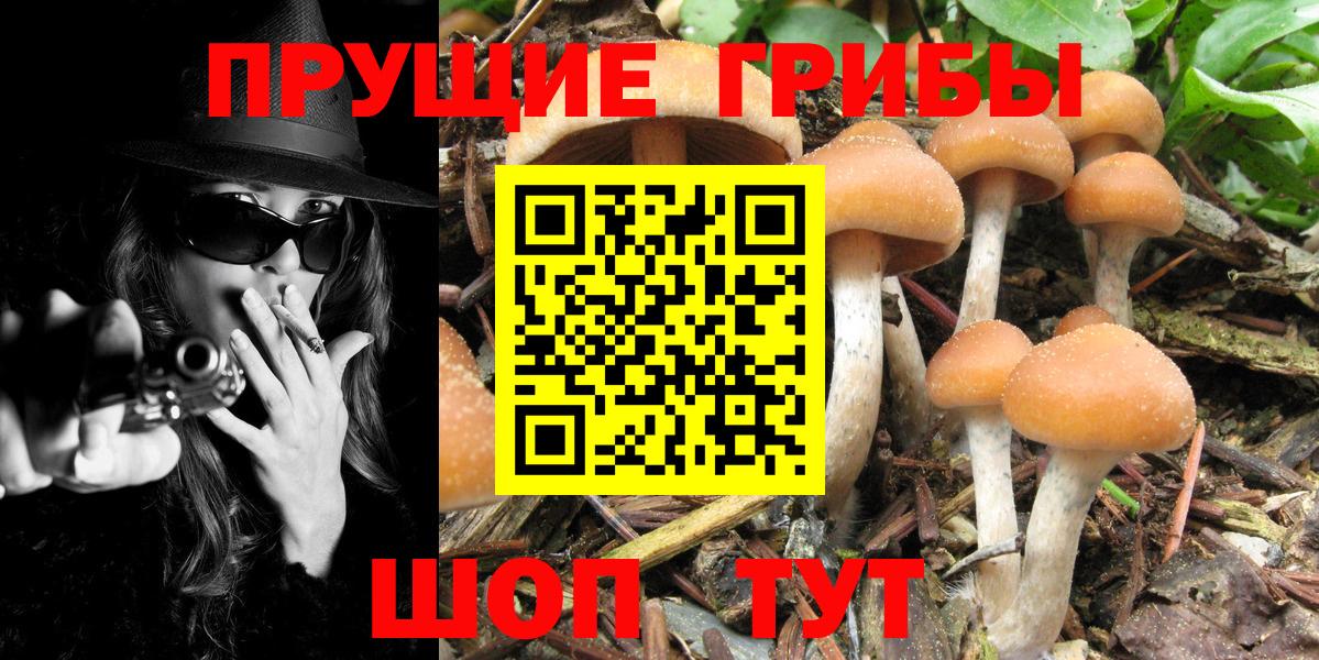 Псилоцибиновые грибы Cubensis Ростов-на-Дону